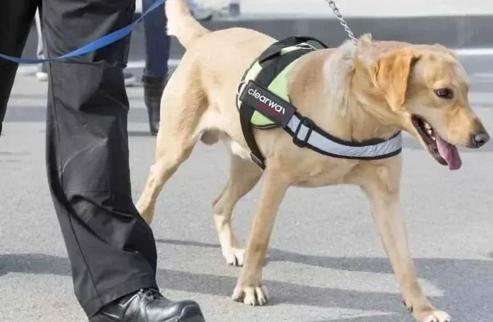 security-guard-dogs-1024x718